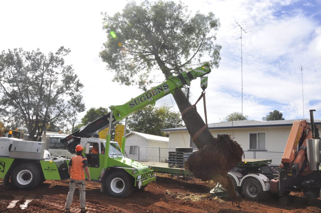Removal and transplant of a 20m tall bottle tree from Long St. Removal and transplant of a 20m tall bottle tree from Long St.